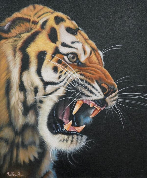 Tigre Furiosa – 50 x 60 cm Art Gallery